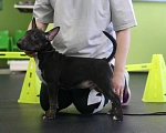 Собаки в Всеволожске: Щенок миниатюрного бультерьера Мальчик, Бесплатно - фото 4