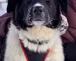 Собаки в Москве: Умница-красавица Полина! Отличная собака для загородного дома Девочка, Бесплатно - фото 8