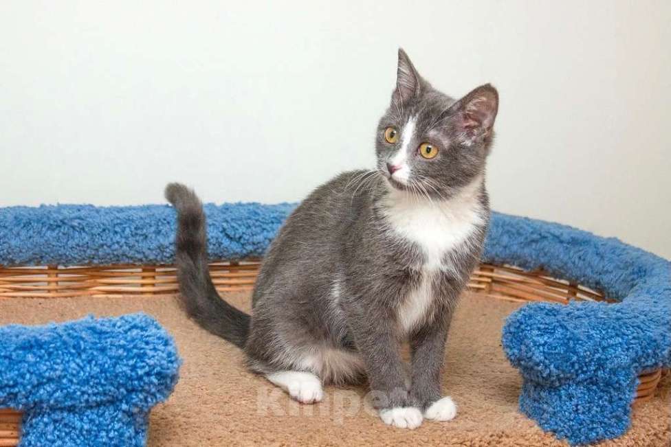 Кошки в Москве: Кошечка в платиновой шубке Диора в добрые руки Девочка, Бесплатно - фото 2