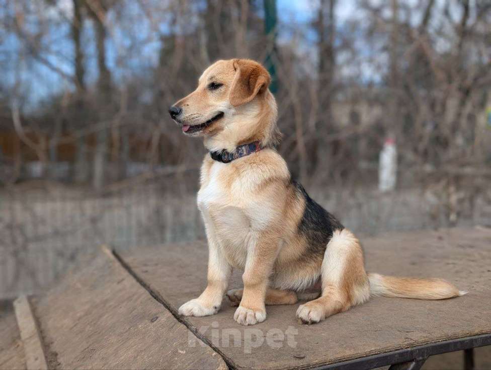 Собаки в Жуковском: Раф - щенок девочка из отлова Девочка, Бесплатно - фото 5