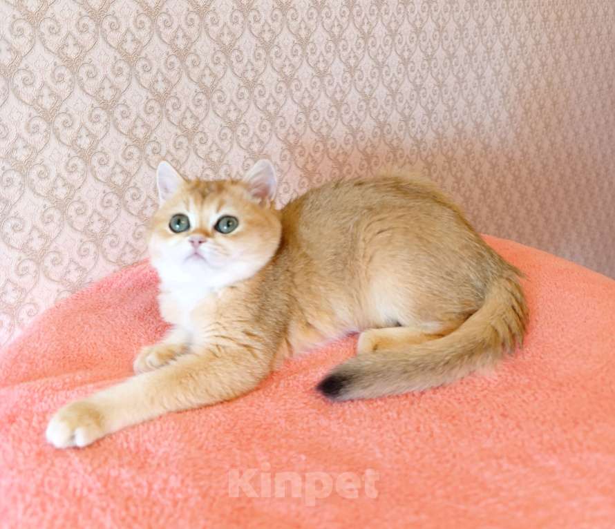 Кошки в Санкт-Петербурге: Золотая британская кошечка Девочка, 35 000 руб. - фото 4