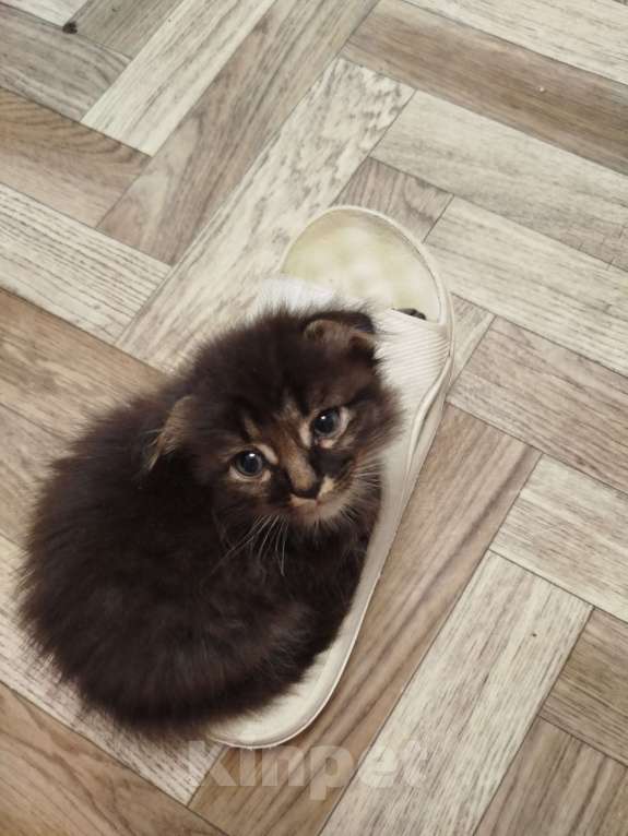 Кошки в Екатеринбурге: Отдам кота в добрые руки  Мальчик, Бесплатно - фото 3