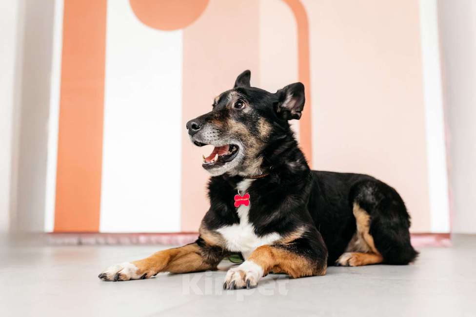 Собаки в Москве: Вега — нежная душа, которая всю свою жизнь провела в приюте Девочка, Бесплатно - фото 8