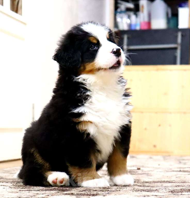 Собаки в Москве: Щенок Бернского Зенненхунда Мальчик, Бесплатно - фото 1
