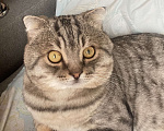 Кошки в Липецке: Потерялся кот по кличке Джексон  Мальчик, 2 000 руб. - фото 1