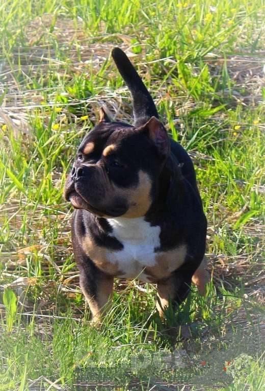 Собаки в Братске: Подрастает малышка. Девочка, 90 000 руб. - фото 8