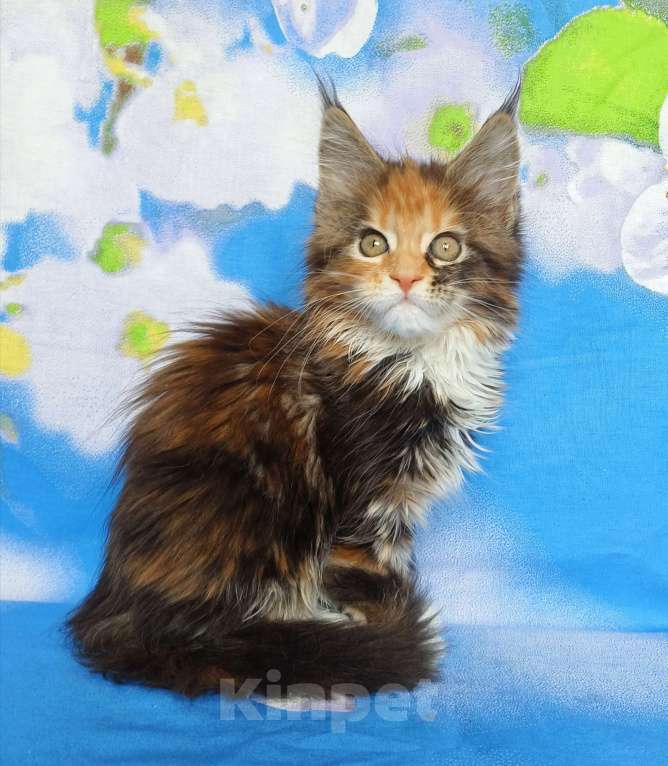 Кошки в Москве: Котёнок из питомника Девочка Девочка, 60 000 руб. - фото 3