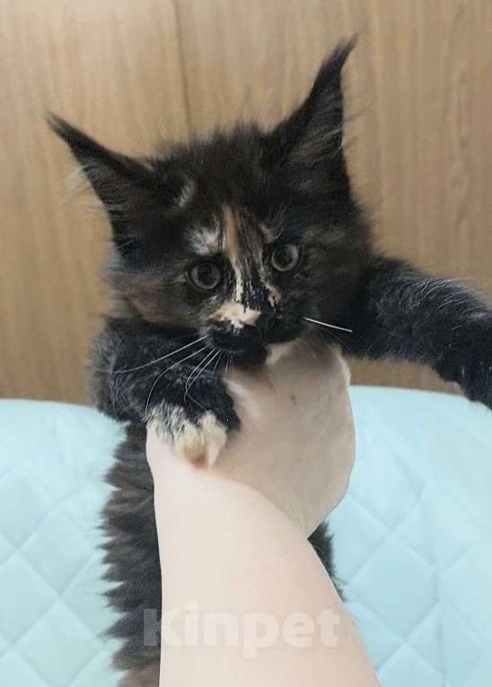 Кошки в Озерске: Шикарная крупная меховая черепашка с ярким,  забавным окрасом Девочка, 35 000 руб. - фото 3