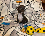 Собаки в Красногорске: Малыш чихуахуа Мальчик, 15 000 руб. - фото 2