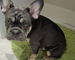 Собаки в Краснодаре: Французский бульдог, щенок Мальчик, 50 000 руб. - фото 3