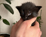 Кошки в Раменском: Котята в добрые руки Разнополые, Бесплатно - фото 4