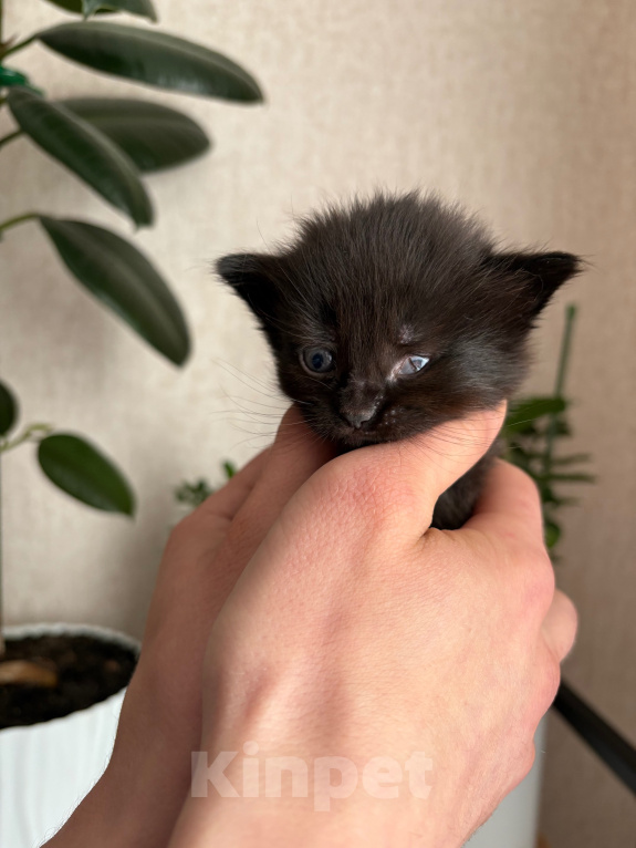 Кошки в Раменском: Котята в добрые руки Разнополые, Бесплатно - фото 4