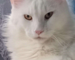 Кошки в Сызрани: Благородный Мейн Кун, 4 руб. - фото 2