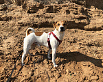 Собаки в Перми: Парсон Рассел терьер вязка, 5 000 руб. - фото 1