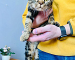 Кошки в Кувшиново: Британец в добрые руки, Бесплатно - фото 2