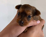 Собаки в Самаре: Щенки  Мальчик, 30 000 руб. - фото 5