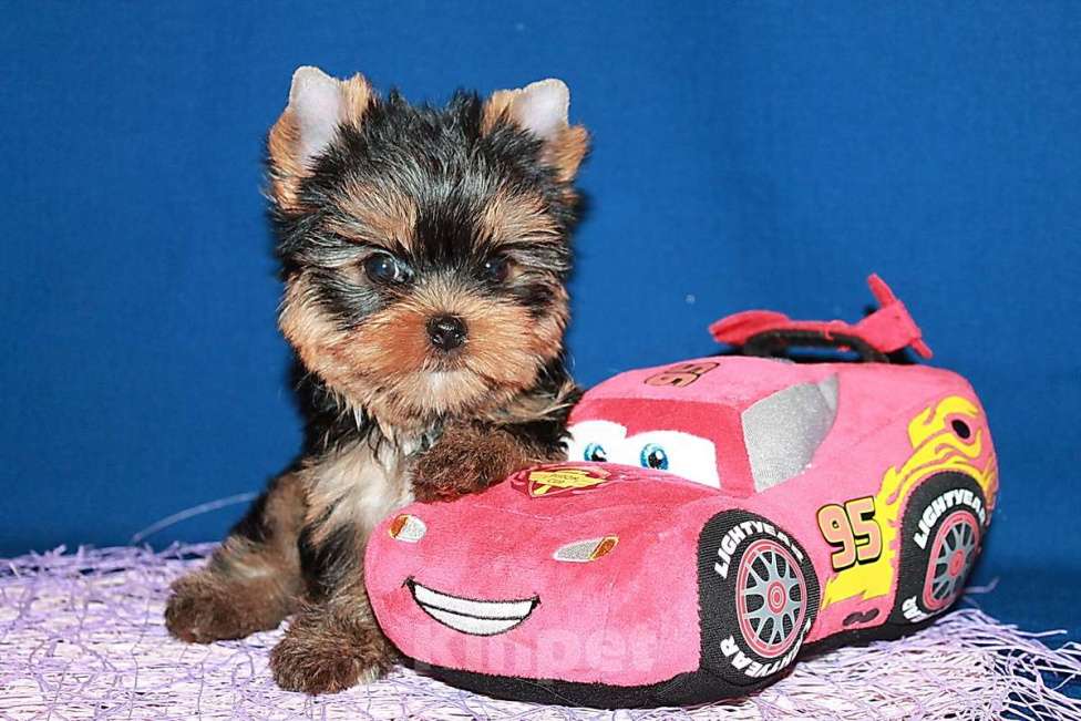 Собаки в Москве: Мальчик, мелкий стандарт, Блейк. Мальчик, 80 000 руб. - фото 4