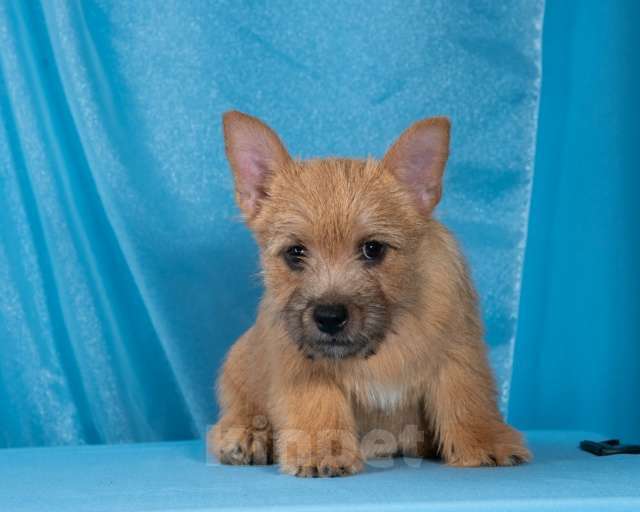 Собаки в Самаре: Норвич терьер щенки девочки Девочка, 130 000 руб. - фото 2