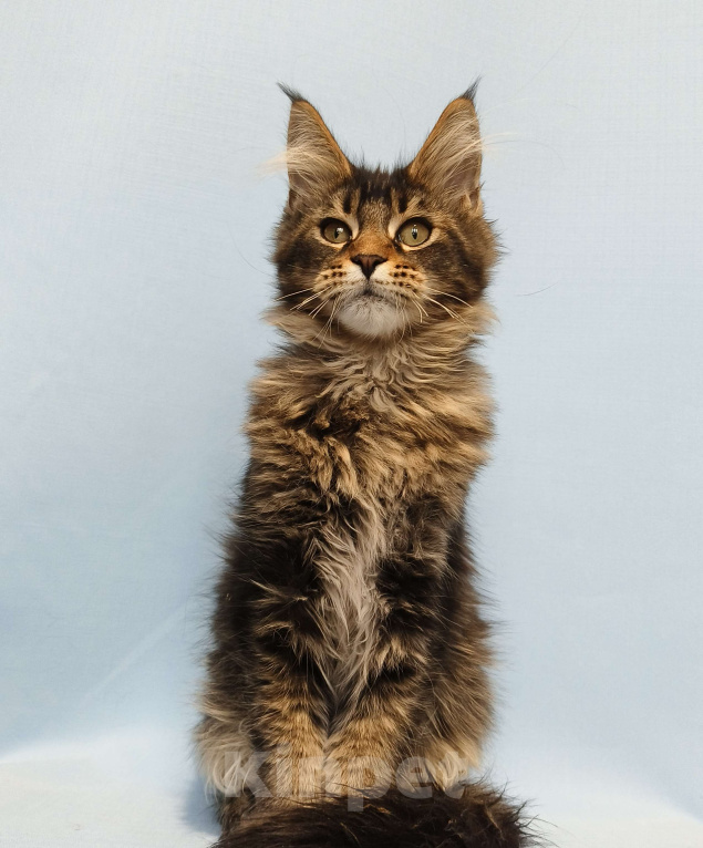 Кошки в Москве: Котёнок Мейн-Кун Мальчик Мальчик, 50 000 руб. - фото 4