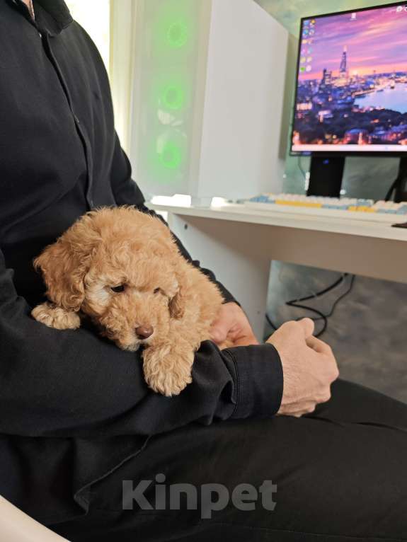 Собаки в Москве: Той пудель мальчик  Мальчик, 65 000 руб. - фото 3