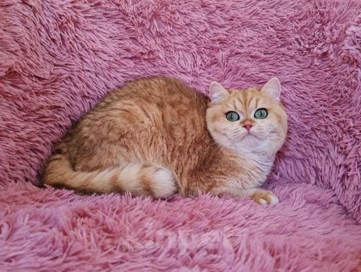 Кошки в Симферополе: Продаётся плем группа.  Мальчик, Бесплатно - фото 2