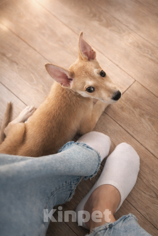 Собаки в других городах Московской области: Отдам щенка в добрые руки Девочка, Бесплатно - фото 4