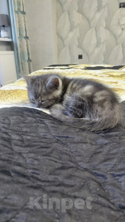 Кошки в Уфе: Про продаётся котёнок шотландская вислоухая короткошёрстная Разнополые, 3 000 руб. - фото 1