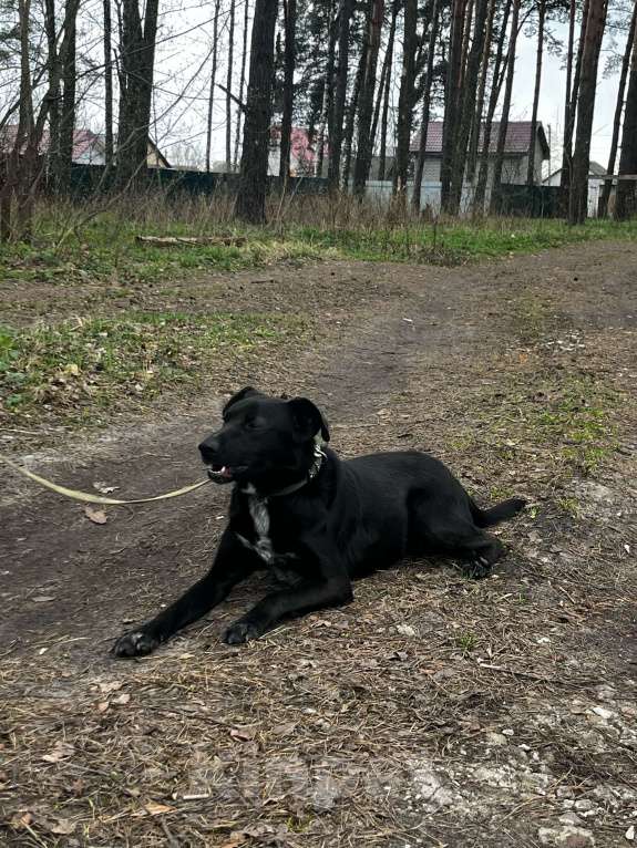 Собаки в Брянске: Лорд Мальчик, Бесплатно - фото 6
