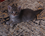 Кошки в Екатеринбурге: Шотландские прямоухие короткошёрстные котята Разнополые, 2 500 руб. - фото 8