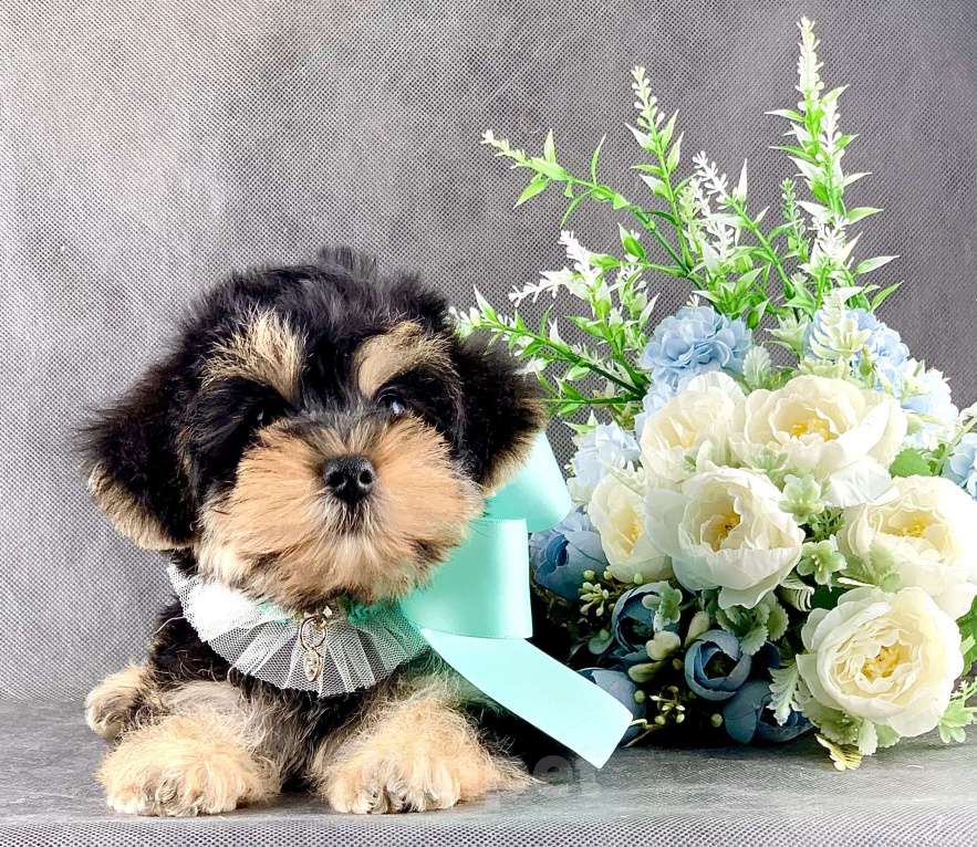 Собаки в Москве: Йоркипу мимишные малыши Девочка, 25 000 руб. - фото 9