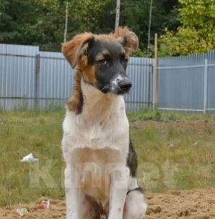 Собаки в Москве: Дон Мальчик, Бесплатно - фото 3