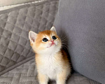 Кошки в Тюмени: Котята Британская золотая шиншилла Мальчик, 40 000 руб. - фото 2