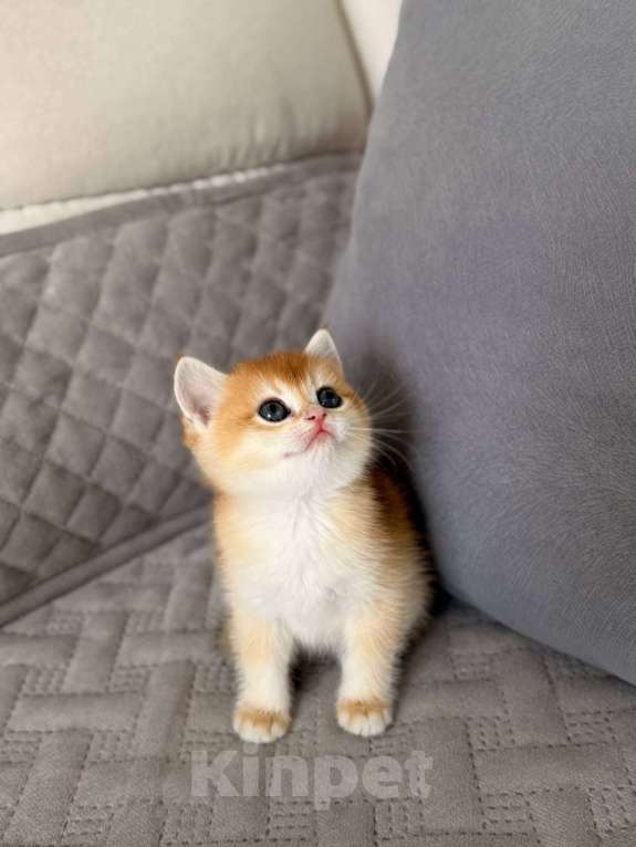 Кошки в Тюмени: Котята Британская золотая шиншилла Мальчик, 40 000 руб. - фото 2