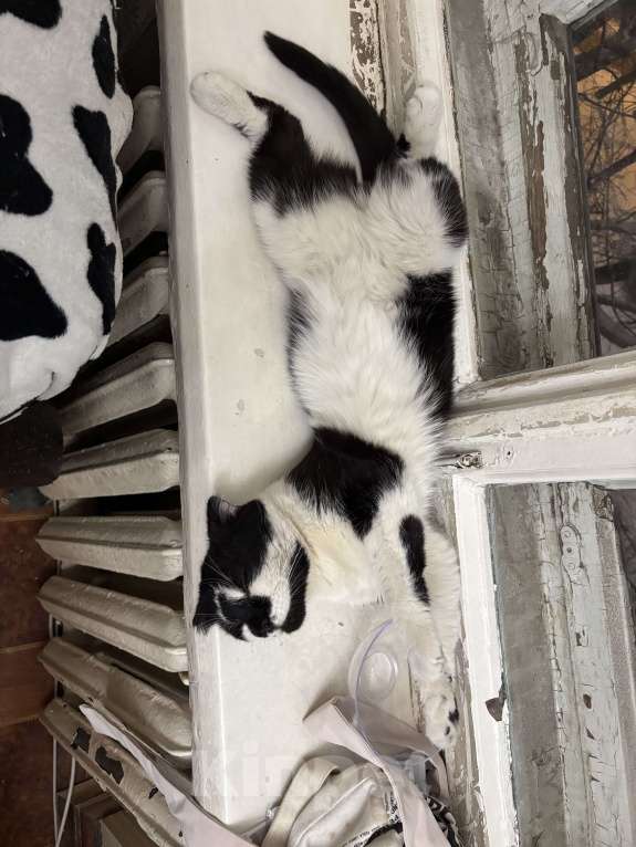 Кошки в Москве: Котик ищет семью Мальчик, Бесплатно - фото 3