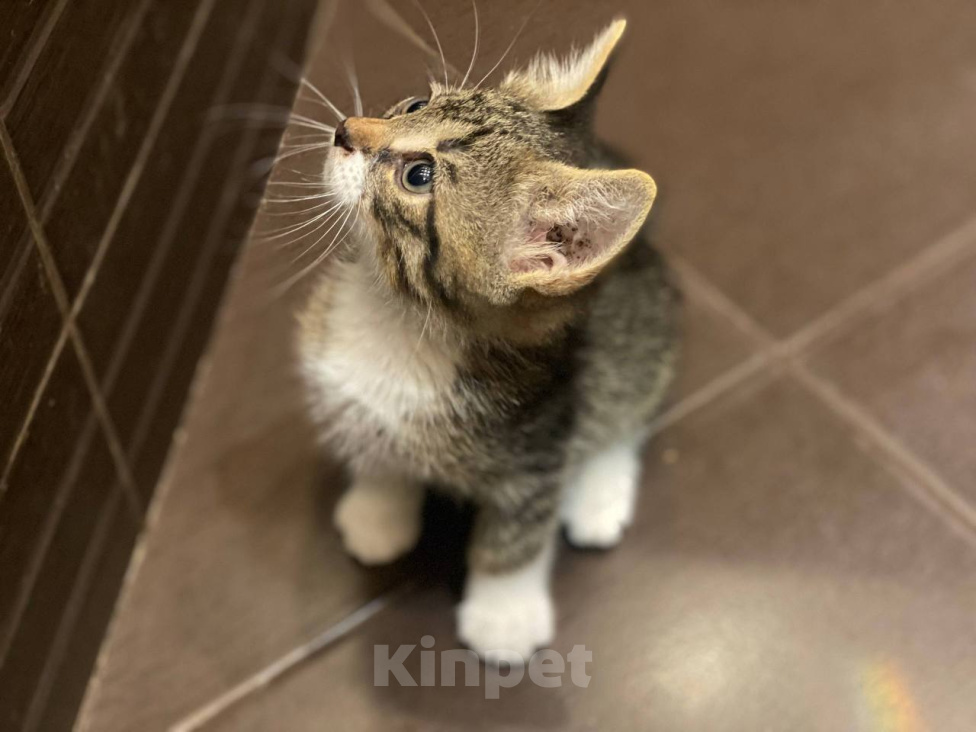 Кошки в Москве: Котенок Плуто ищет дом Мальчик, Бесплатно - фото 2