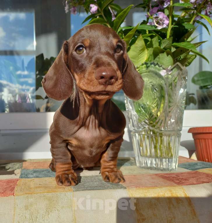 Собаки в Екатеринбурге: Щенок таксы Мальчик, Бесплатно - фото 1