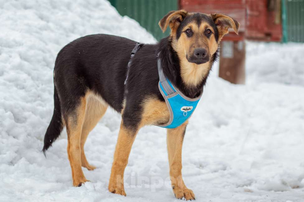 Собаки в Москве: щенок Чупа в добрые руки Девочка, Бесплатно - фото 2