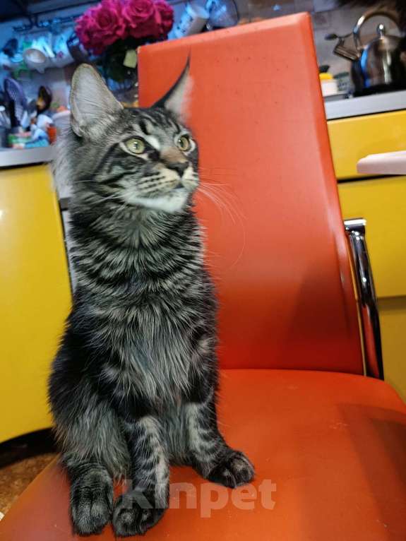 Кошки в Москве: Мальчик Мейн кун Мальчик, 25 000 руб. - фото 7