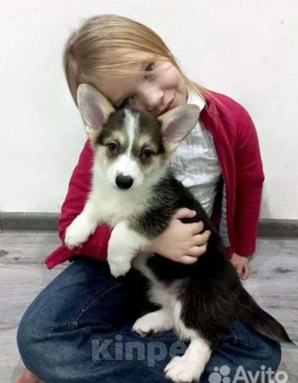 Собаки в Видном: Продается милый щеночек корги  Девочка, 20 000 руб. - фото 1