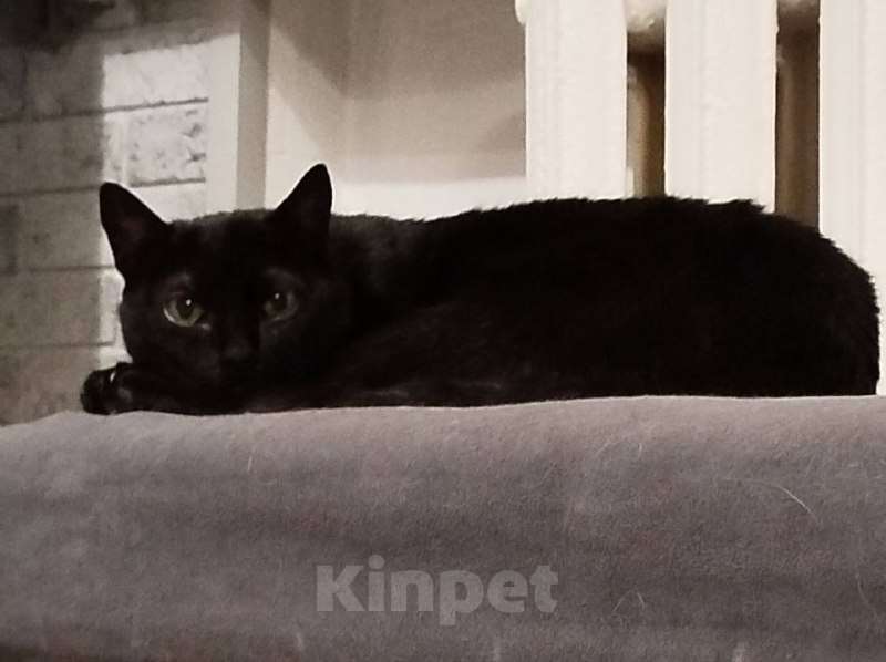 Кошки в Москве: Черничка ищет дом Девочка, Бесплатно - фото 2