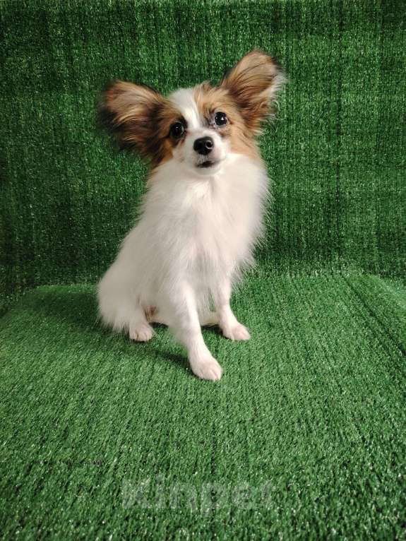 Собаки в Набережных Челнах: Папийон девочка Девочка, 25 000 руб. - фото 2