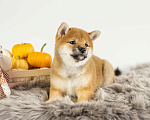 Собаки в Барнауле: Малышка Сиба Ину (Shiba Inu) Девочка, 100 000 руб. - фото 2
