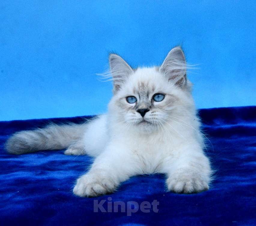 Кошки в Москве: Синеглазый красавец Мальчик, 50 000 руб. - фото 8