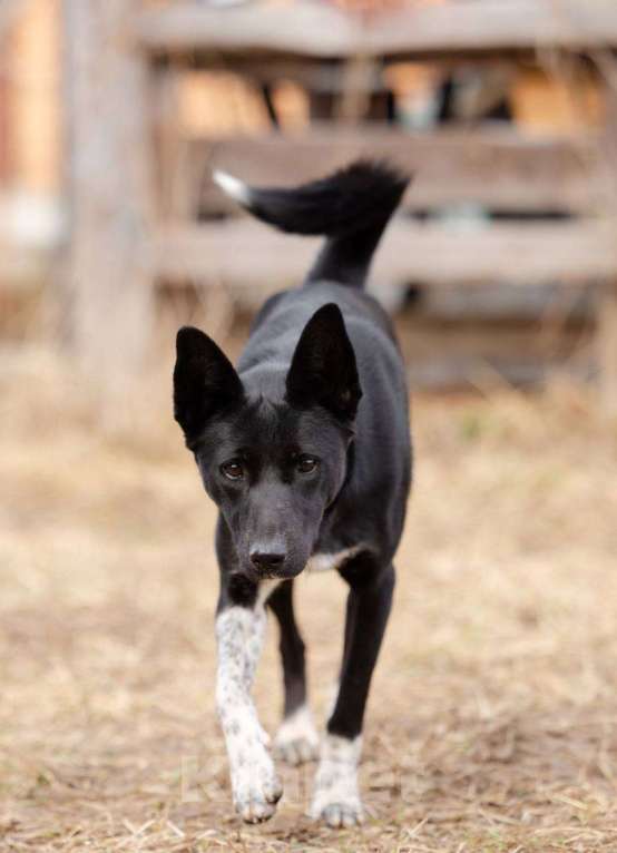 Собаки в Москве: Черничка ищет любящих родителей! Девочка, Бесплатно - фото 2