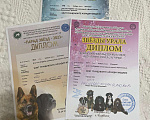 Собаки в Челябинске: Той Пудель кабель Мальчик, 25 000 руб. - фото 5