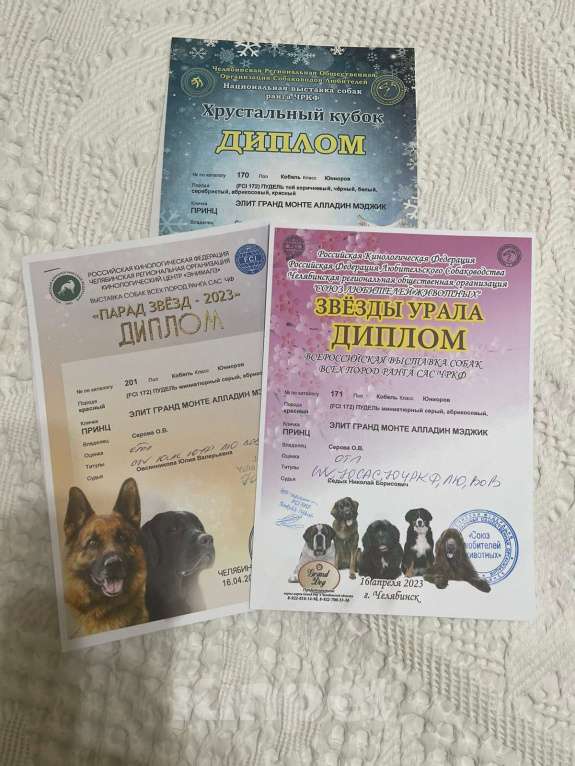 Собаки в Челябинске: Той Пудель кабель Мальчик, 25 000 руб. - фото 5