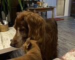 Собаки в Ногинске: Найдена собака Мальчик, Бесплатно - фото 6