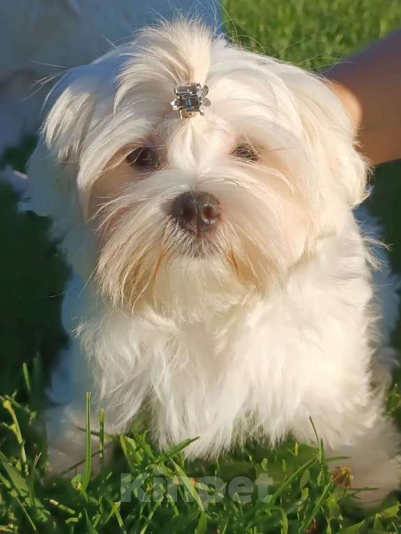 Собаки в Ковровом: Мальтезе РКФ Мальчик, 35 000 руб. - фото 6