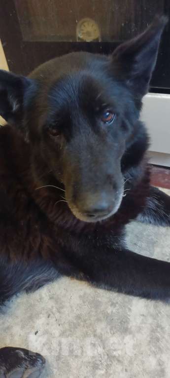 Собаки в Ростове-на-Дону: Найдена немецкая овчарка Девочка, Бесплатно - фото 1