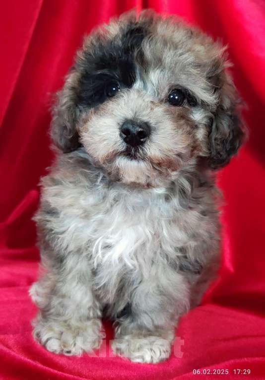 Собаки в Новосибирске: Щенок бишпу редкого окраса  Мальчик, 100 000 руб. - фото 2